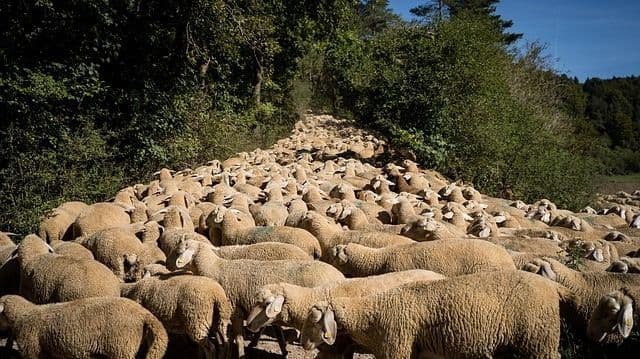 O Suave Odor do Pastor