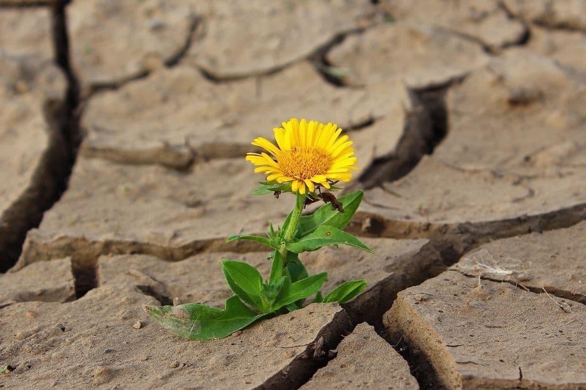 Ditos de Santo Antão #1