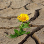 vida brotando no deserto