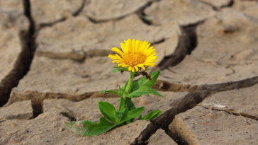 vida brotando no deserto
