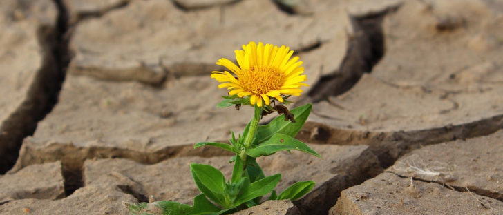 vida brotando no deserto