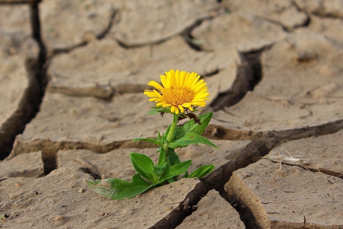 vida brotando no deserto