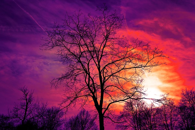 Árvore e céu roxo