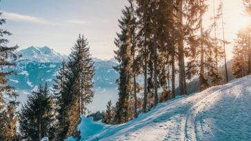 montanha nevada árvores sob a luz do sol