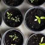 Mãos cuidadosamente plantando uma semente, simbolizando o processo de cultivo e desenvolvimento da fé