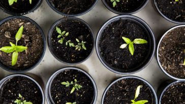 Mãos cuidadosamente plantando uma semente, simbolizando o processo de cultivo e desenvolvimento da fé