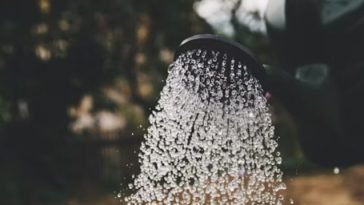 Pessoa regando jardim ao nascer do sol, simbolizando o cultivo ativo da virtude da esperança