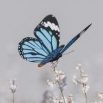 Borboleta em botão de flor prestes a desabrochar, simbolizando a transformação e renovação que a esperança traz à vida espiritual