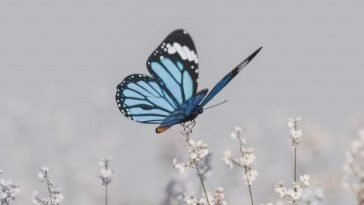 Borboleta em botão de flor prestes a desabrochar, simbolizando a transformação e renovação que a esperança traz à vida espiritual