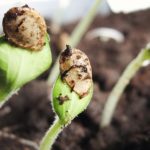 Diferentes plantas em estágios de crescimento simbolizando o desenvolvimento progressivo e intencional das virtudes pessoais