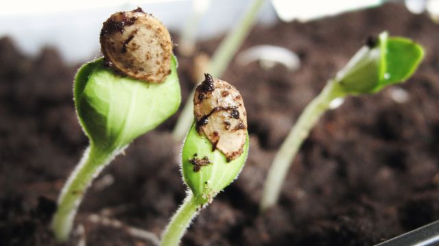 Diferentes plantas em estágios de crescimento simbolizando o desenvolvimento progressivo e intencional das virtudes pessoais